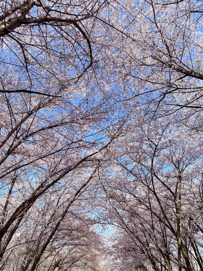 cf52467d5db32212a636c978f76d4f7